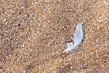 Bird feather on the beach sand