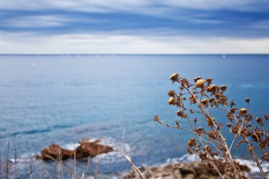 kuru bitki ve deniz