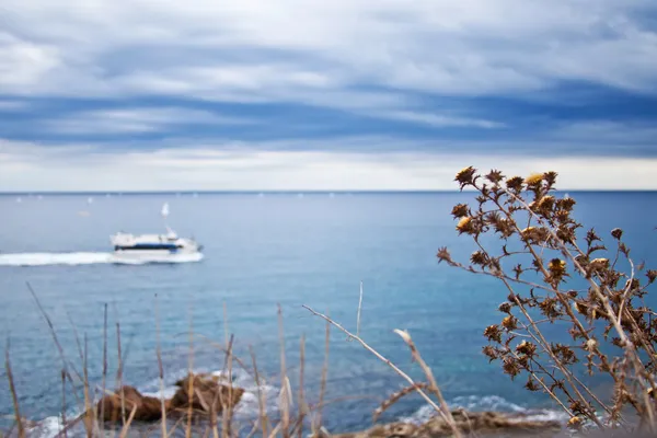 Mar, barco e uma planta seca — Fotografia de Stock