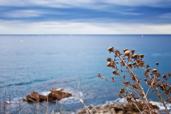 Море і суха рослина — стокове фото