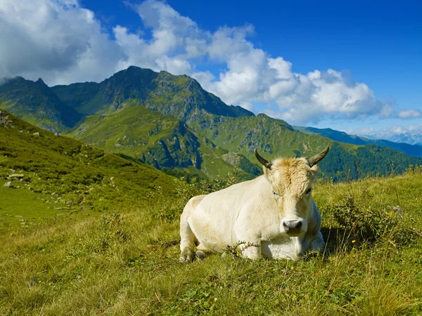 Stock image Cow in the Caucasus Mountains