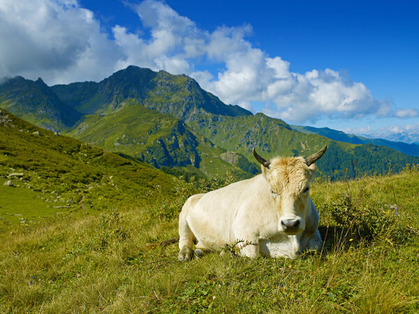 Cow in the Caucasus Mountains