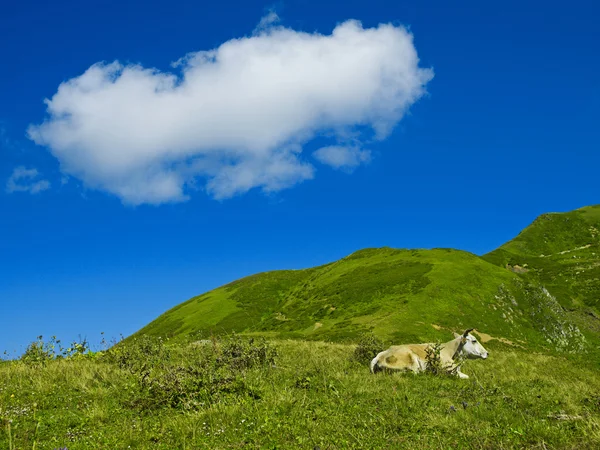 Cow in the Caucasus Mountains — Stock Photo, Image