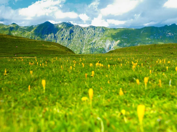 Bergspanorama med edelweiss — Stockfoto