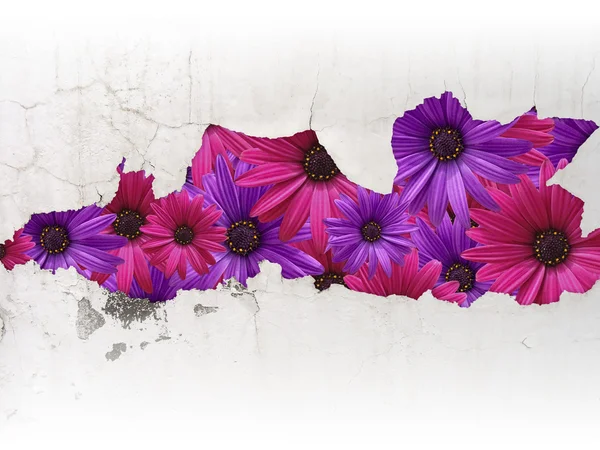 Blommor bakom knäckt smutsiga väggen — Stockfoto