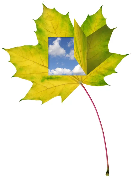 창 고 블루 스카이와 단풍 잎 — 스톡 사진