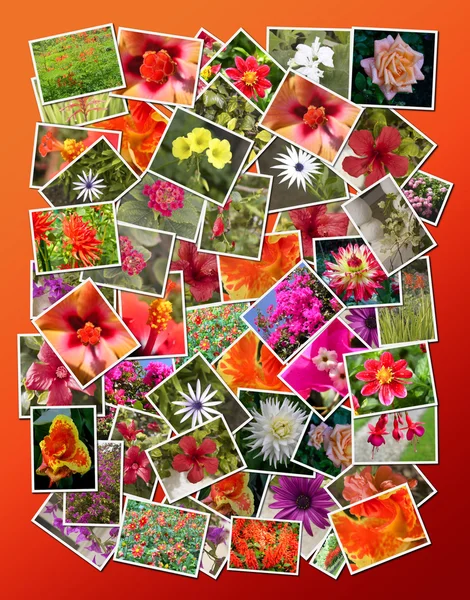 Collage of beautiful blossoming flowers — Stock Photo, Image