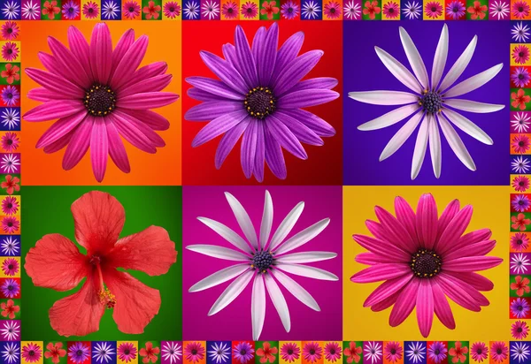 Красивая цветочная рамка — стоковое фото