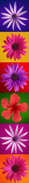 Strip of beautiful blooming flowers — Stock Photo, Image
