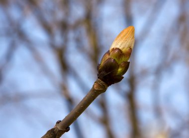 Bud on the spring tree clipart