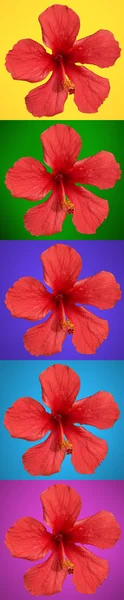 Blommor på färgglada band — Stockfoto