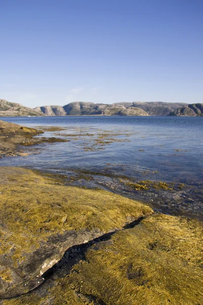 Alg i glonów, nad morzem, Norwegia — Zdjęcie stockowe
