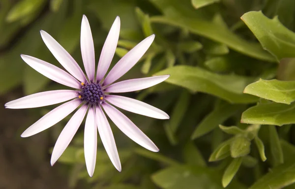 stock image Flower from the african garden