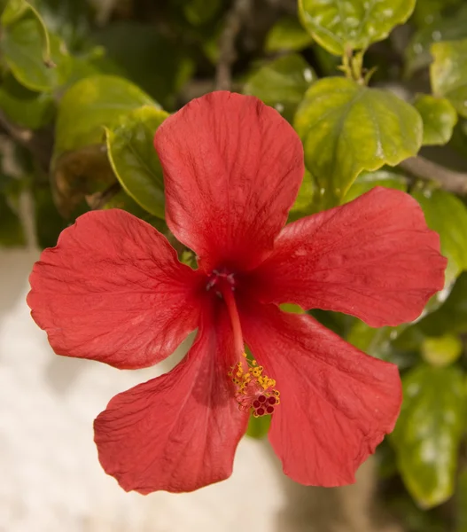 hibiscus çiçek closeup