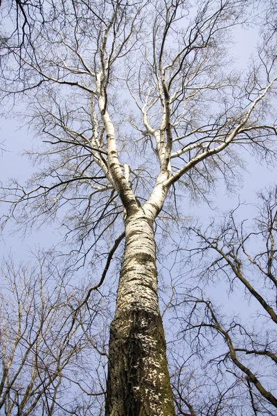 Brzoza drzewo na niebieski niebo wiosna — Zdjęcie stockowe