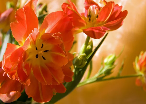 stock image Beautiful tulip flowers