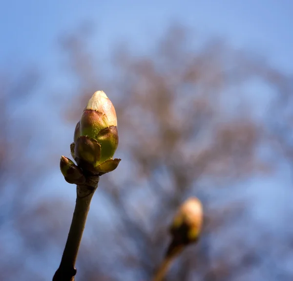 Bourgeons sur les arbres de printemps — Photo