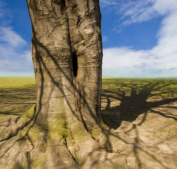 Fundo com árvore e céu agradável — Fotografia de Stock