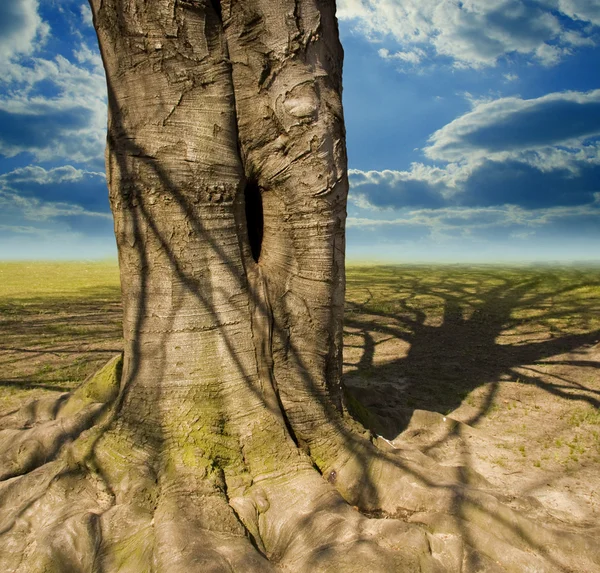 Tronco de árvore e nuvens — Fotografia de Stock