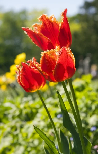 Κόκκινα άνθη τουλίπας — Φωτογραφία Αρχείου