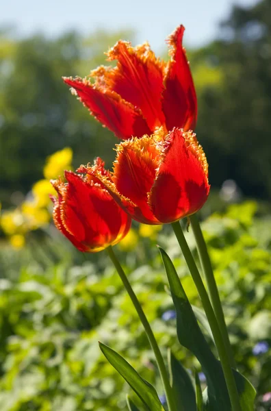 लाल टूलप फुले — स्टॉक फोटो, इमेज