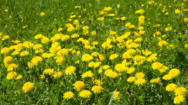 stock image Dandelion field