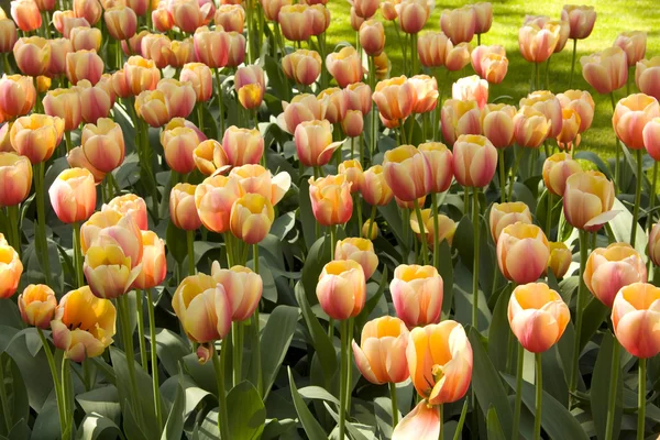 Jardin plein de fleurs de tulipes — Photo