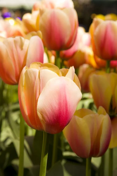Um monte de flores de tulipa — Fotografia de Stock