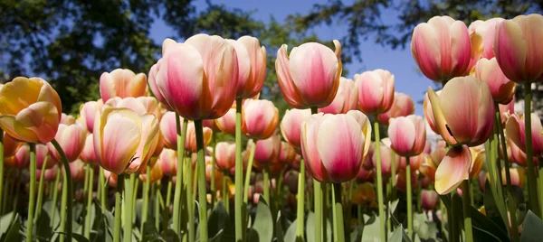 Jardim com flores de tulipa — Fotografia de Stock