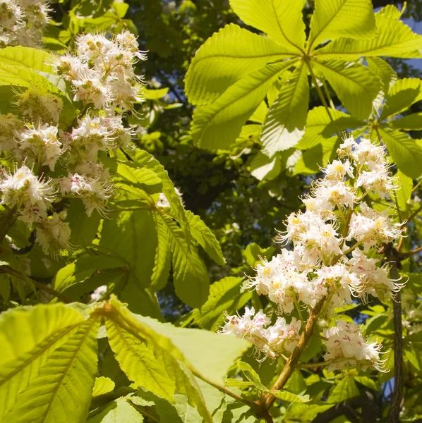 Stock image Flowers on the chestnut tree