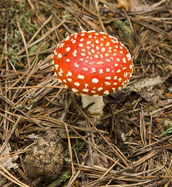 Toadstool de cogumelos — Fotografia de Stock
