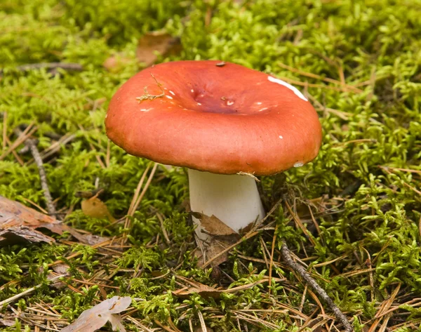 stock image Red mushroom