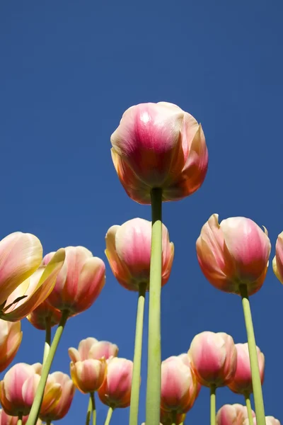 Тюльпаны под синим небом — стоковое фото