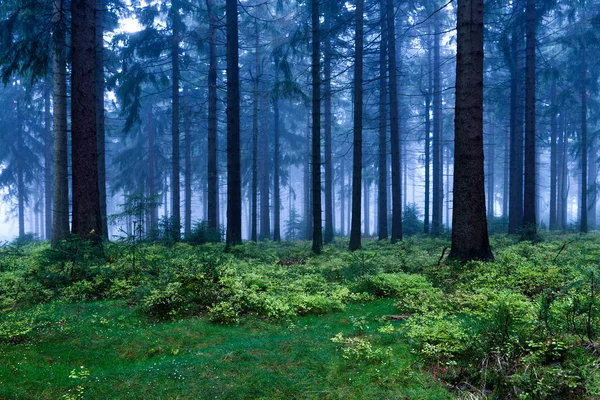 Καταπράσινο δάσος — Φωτογραφία Αρχείου