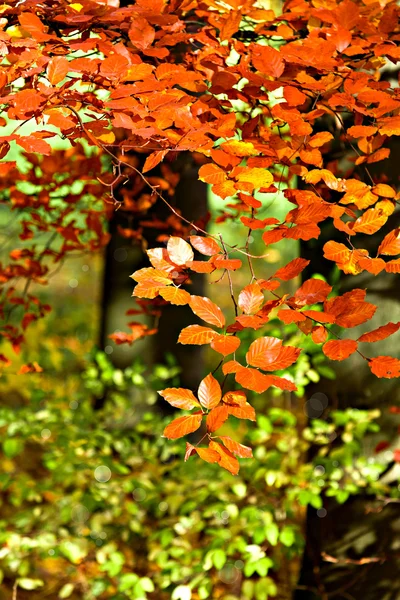 Park na podzim — Stock fotografie