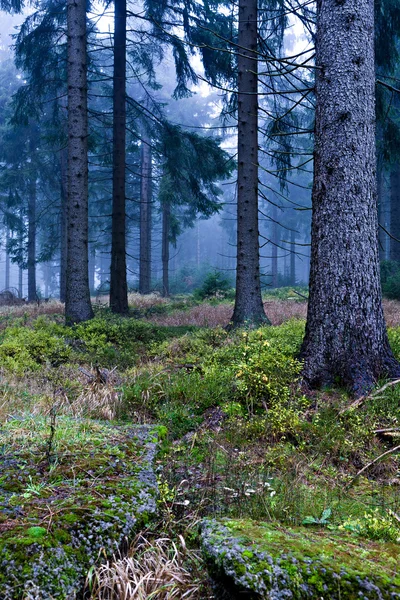 Wiecznie zielony las — Zdjęcie stockowe