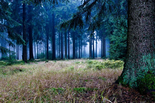 Evergreen forest — Stock Photo, Image
