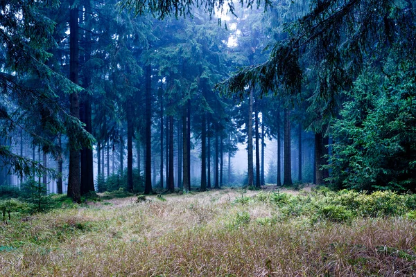 Örökzöld erdő — Stock Fotó