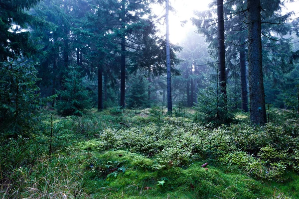 Вечнозелёный лес — стоковое фото