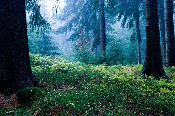 Immergrüner Wald — Stockfoto