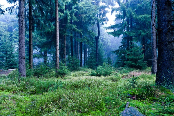 Herdem yeşil orman — Stok fotoğraf