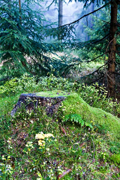 Bosque perenne — Foto de Stock