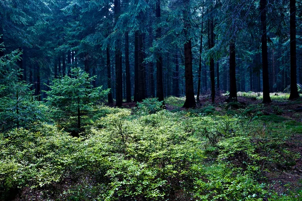 Evergreen forest — Stock Photo, Image
