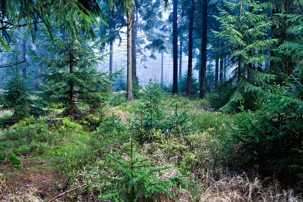 Stock image Evergreen forest