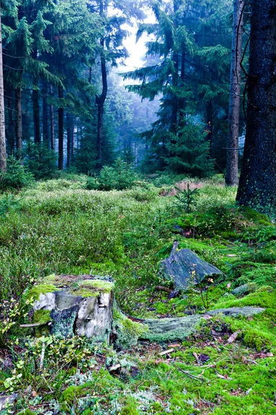 Bosque perenne — Foto de Stock