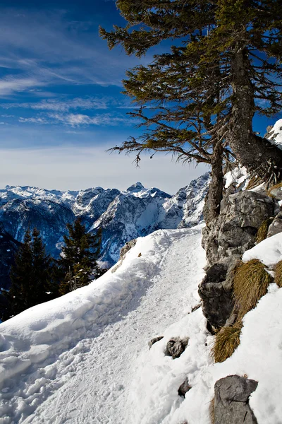 stock image Alps in winter