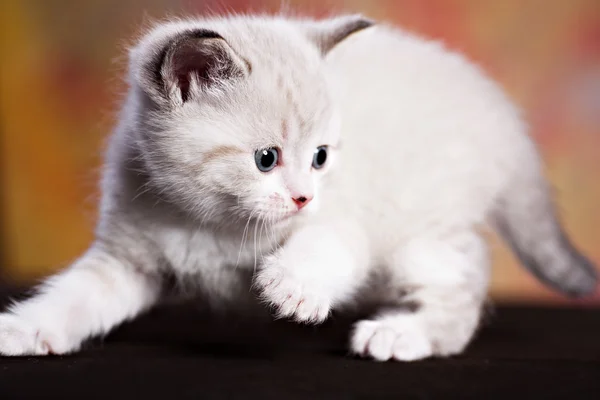 Gatinho persa — Fotografia de Stock