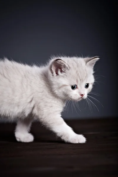 Gattino persiano — Foto Stock