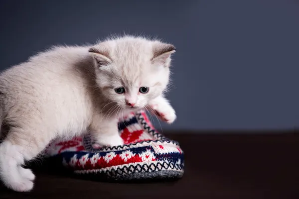 Perski kotek — Zdjęcie stockowe