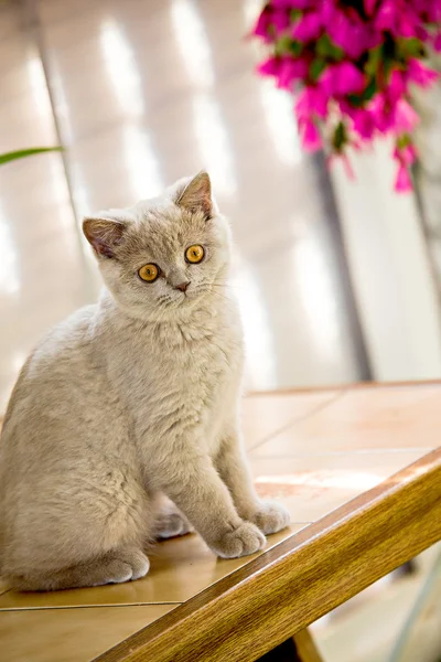 Britânico Shorthair kitty — Fotografia de Stock